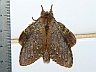 moth-image