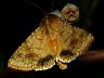 moth-image