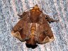 moth-image