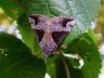 moth-image