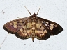 moth-image