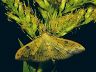 moth-image
