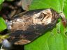 moth-image
