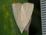 moth-image
