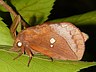 moth-image