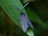 moth-image