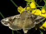 moth-image
