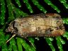 moth-image