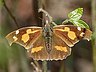 butterfly-image
