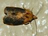 moth-image