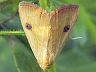 moth-image