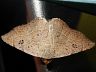 moth-image