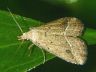 moth-image