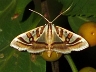 moth-image