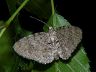 moth-image