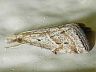 moth-image