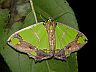 moth-image