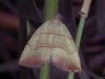 moth-image