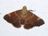 moth-image