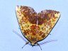 moth-image