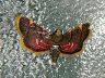 moth-image