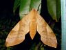moth-image