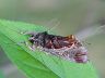 moth-image