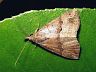 moth-image