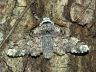 moth-image