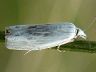 moth-image