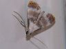 moth-image