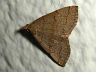 moth-image