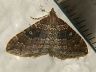 moth-image
