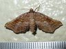 moth-image