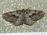 moth-image