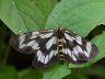 moth-image