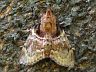 moth-image