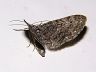 moth-image