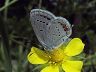 butterfly-image