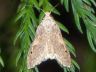 moth-image