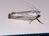 moth-image