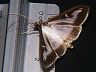 moth-image