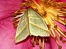 moth-image