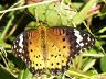 butterfly-image