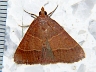 moth-image