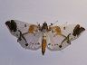 moth-image