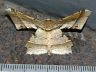 moth-image