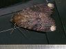 moth-image