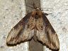 moth-image