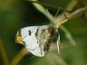 butterfly-image